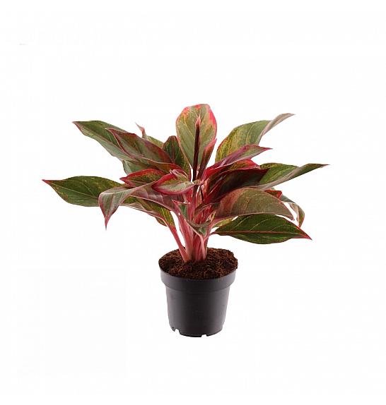 Aglaonema Crete; Ø12 cm