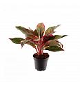 Aglaonema Crete