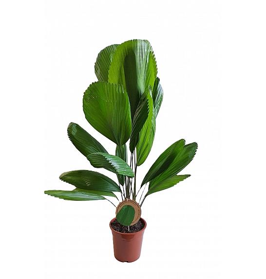 Licuala grandis; Ø19 cm