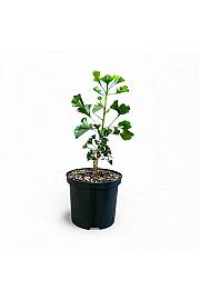 Kroglasti ginko China Pendula