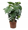 Monstera deliciosa - XL