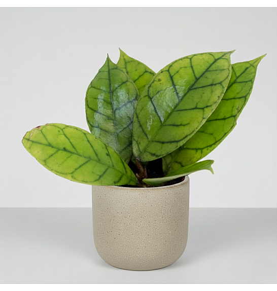 Hoya callistophylla; Ø12 cm