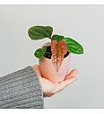 Anthurium Luxurians x Radicans - S