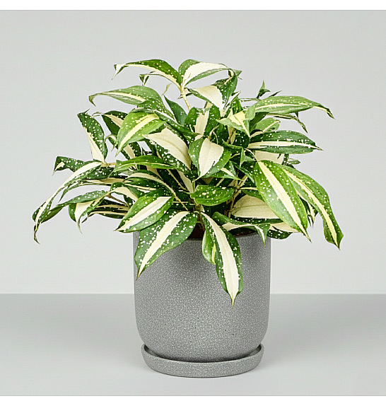Dracaena Milky Way; o12 cm