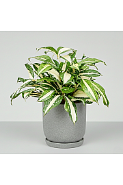 Dracena Milky Way