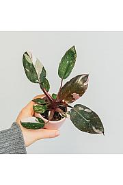 Filodendron Red Anderson