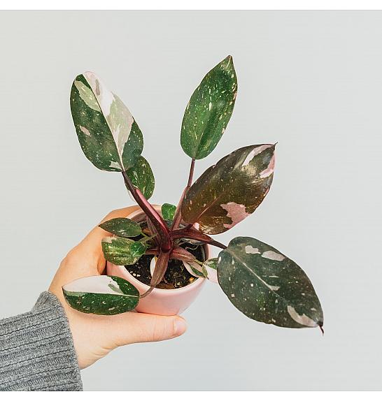 Philodendron Red Anderson; Ø6 cm