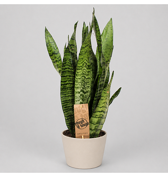 Sansevieria zeylanica; Ø14 cm
