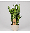 Sansevieria zeylanica