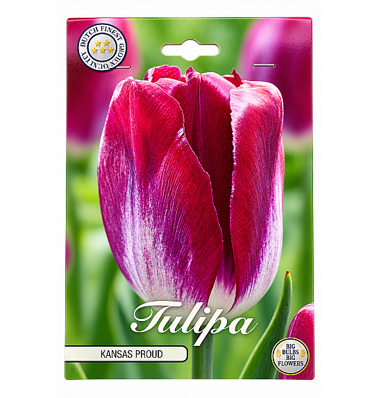 Tulipa Triumph Kansas Proud x10; 12/+