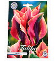 Čebulice tulipana 'Viridiflora Artist'