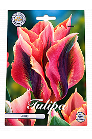 Čebulice tulipana 'Viridiflora Artist'