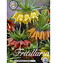 Čebulice cesarskega tulipana - mix