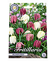 Čebulice cesarskega tulipana - mix