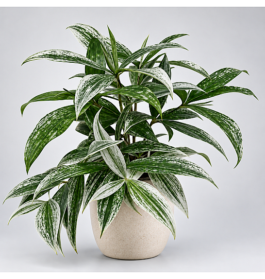 Dracaena godseffiana surculosa Silver; o12 cm