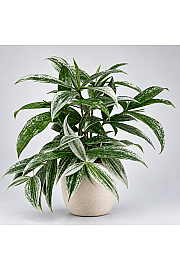 Dracena Silver