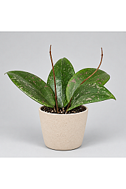 Hoya Wibergiae