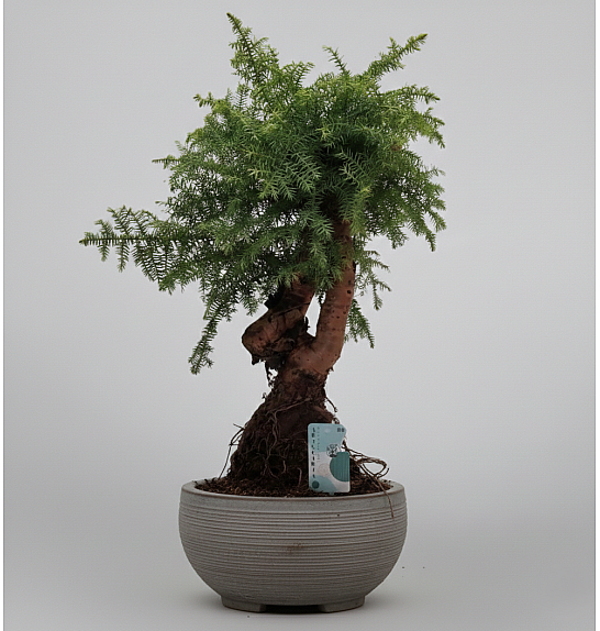Araucaria Cunninghamii; Ø30; 70-80 cm; Bonsai