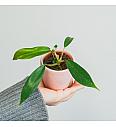 Philodendron Joepii