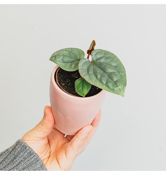 Anthurium Luxurians; Ø 6 cm