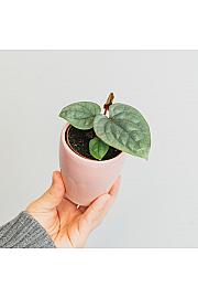 Anthurium Luxurians