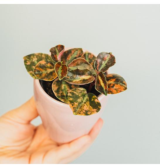 Peperomia Creme Brulee; Ø6 cm