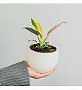 Filodendron Green Congo Hybrid
