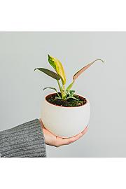 Filodendron Green Congo Hybrid