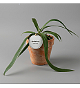 Anthurium Vittariifolium