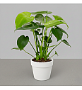 Monstera Tauerii