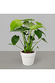 Monstera Tauerii