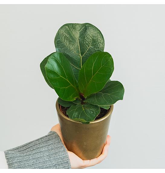 Ficus Lyrata bambino; Ø9 cm