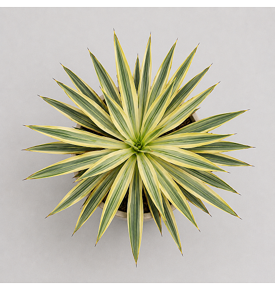 Yucca Mix Western Desert Dreams; Ø18 cm