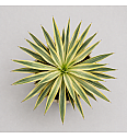 Yucca Mix Western Desert Dreams