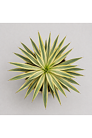 Yucca Mix Western Desert Dreams