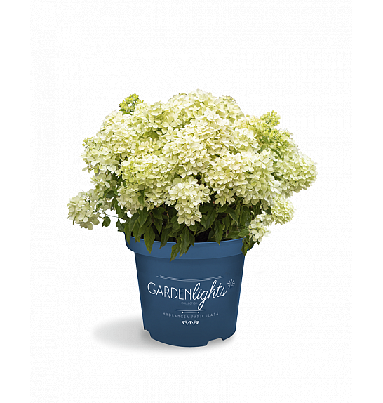 Hydrangea paniculata Garden Lights Little Light Por C3 Lit. 20 cm