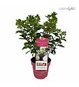 Latasta hortenzija Garden Lights Pink Light Por 