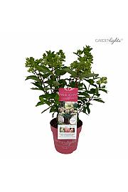 Latasta hortenzija Garden Lights Pink Light Por 