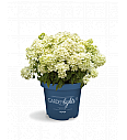  Latasta hortenzija Garden Lights White Light Por