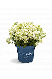  Latasta hortenzija Garden Lights White Light Por