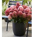 Latasta hortenzija Living Creations Living Little Rosy 