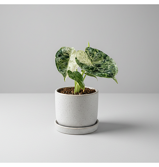 Alocasia Dragon Scale Mint; Ø6 cm