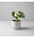Alokazija Dragon Scale Mint