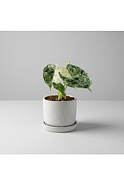Alokazija Dragon Scale Mint