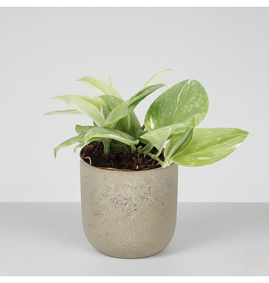 Scindapsus Rubicon; Ø12cm