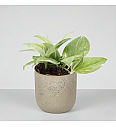 Scindapsus Rubicon