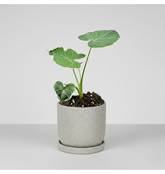 Alocasia Mickey Mouse; Ø10,5 cm