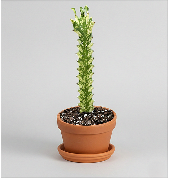 Euphorbia lactea 'Variegata'; Ø8 cm