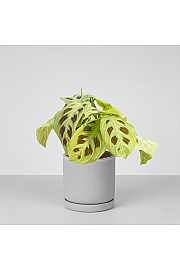 Maranta Golden veins