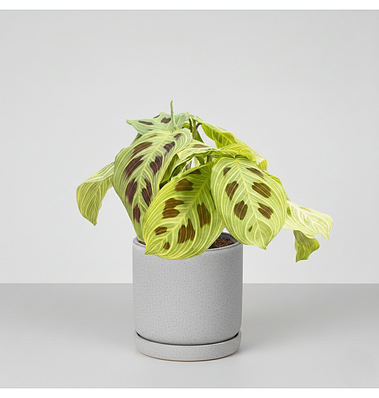 Maranta leuc. Golden veins; Ø12 cm